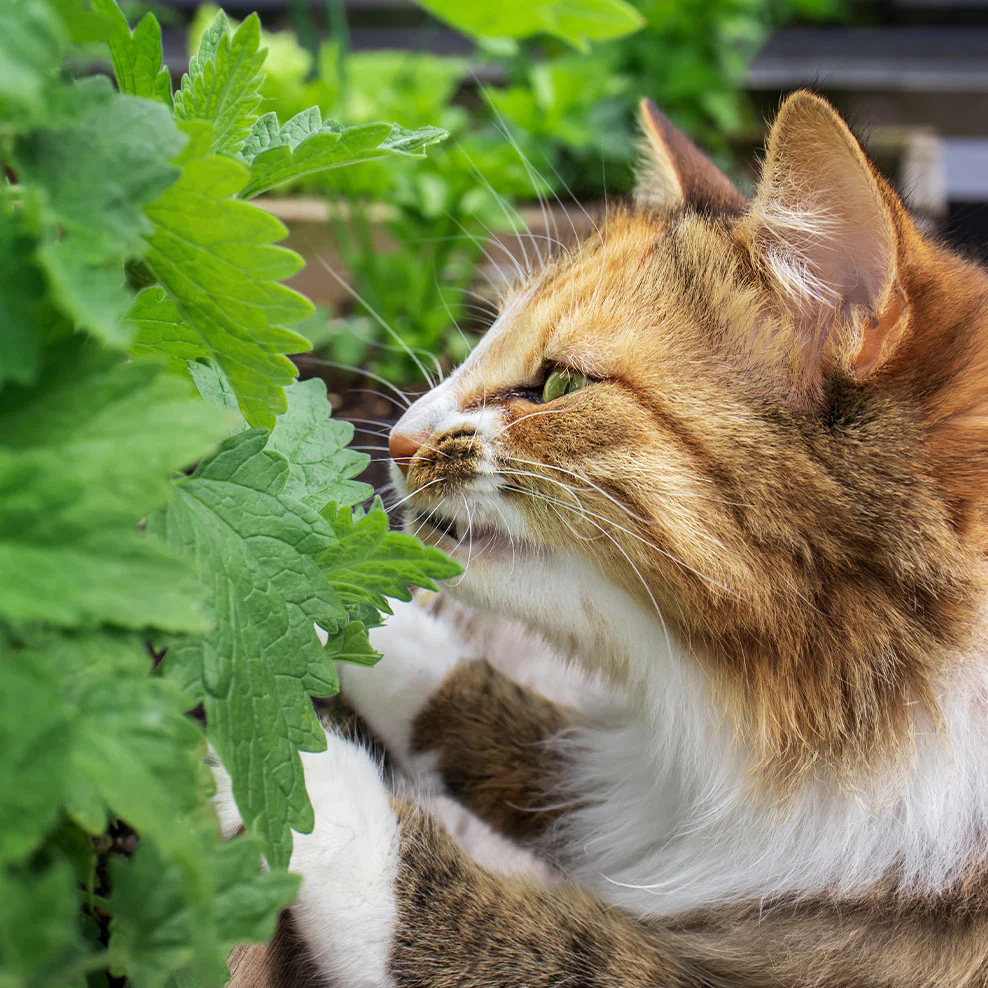 Catnip Grow Kit - Image 2