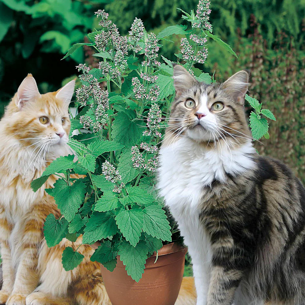 Catnip Grow Kit - Image 3