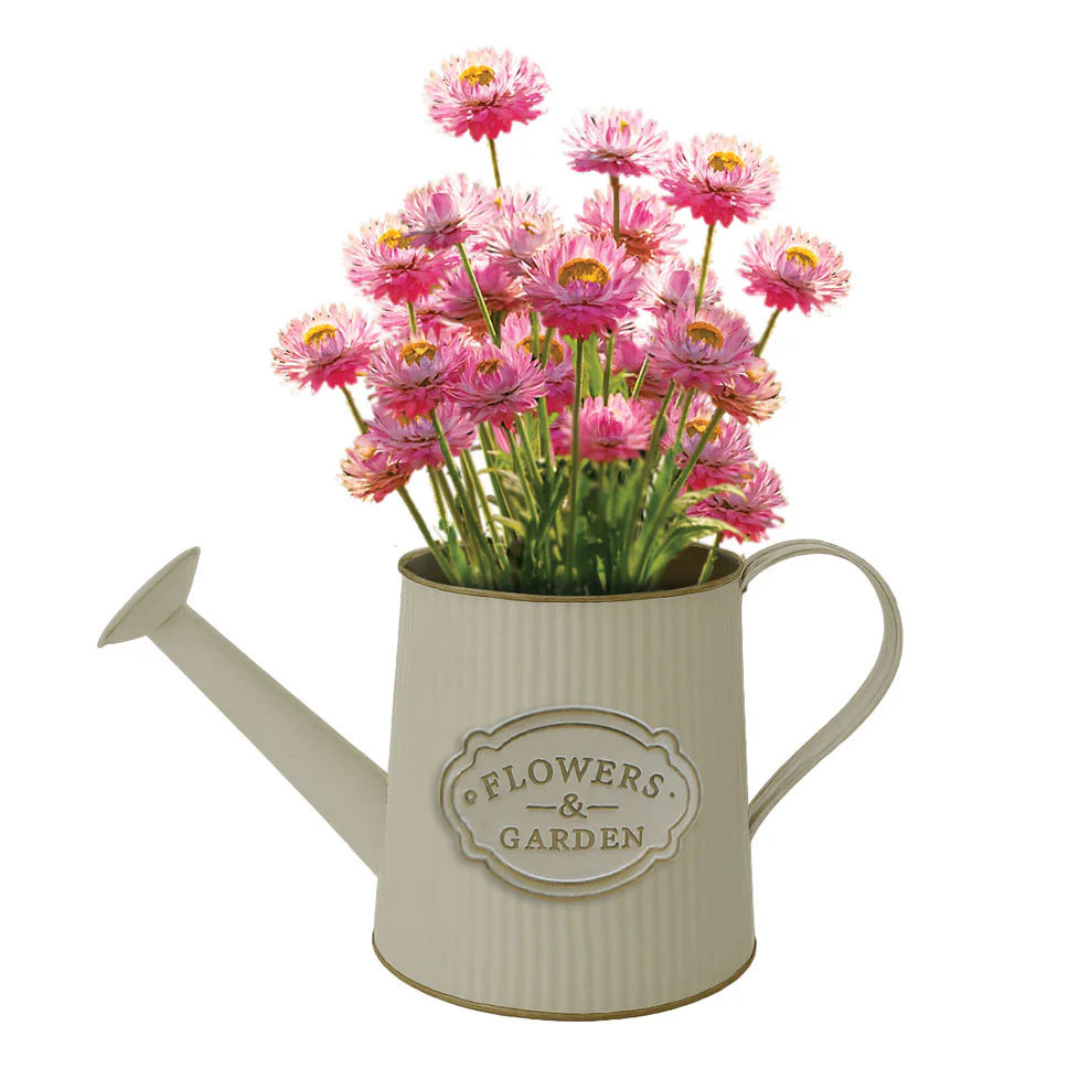 Everlasting Daisies Watering Can Grow Kit - Image 2