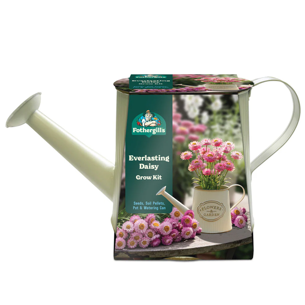 Everlasting Daisies Watering Can Grow Kit - Image 4