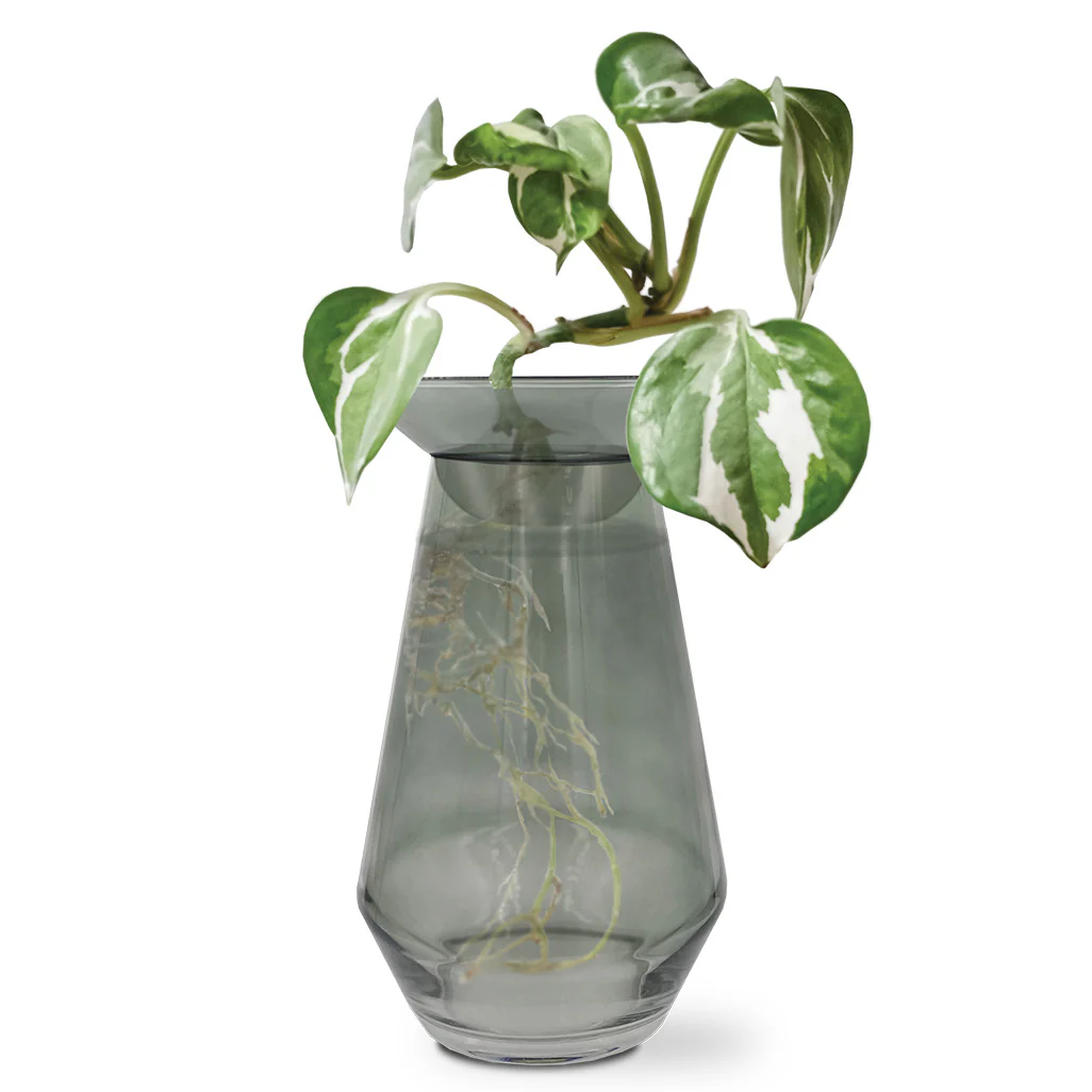 Glass Propagation Grow Vase - Image 3