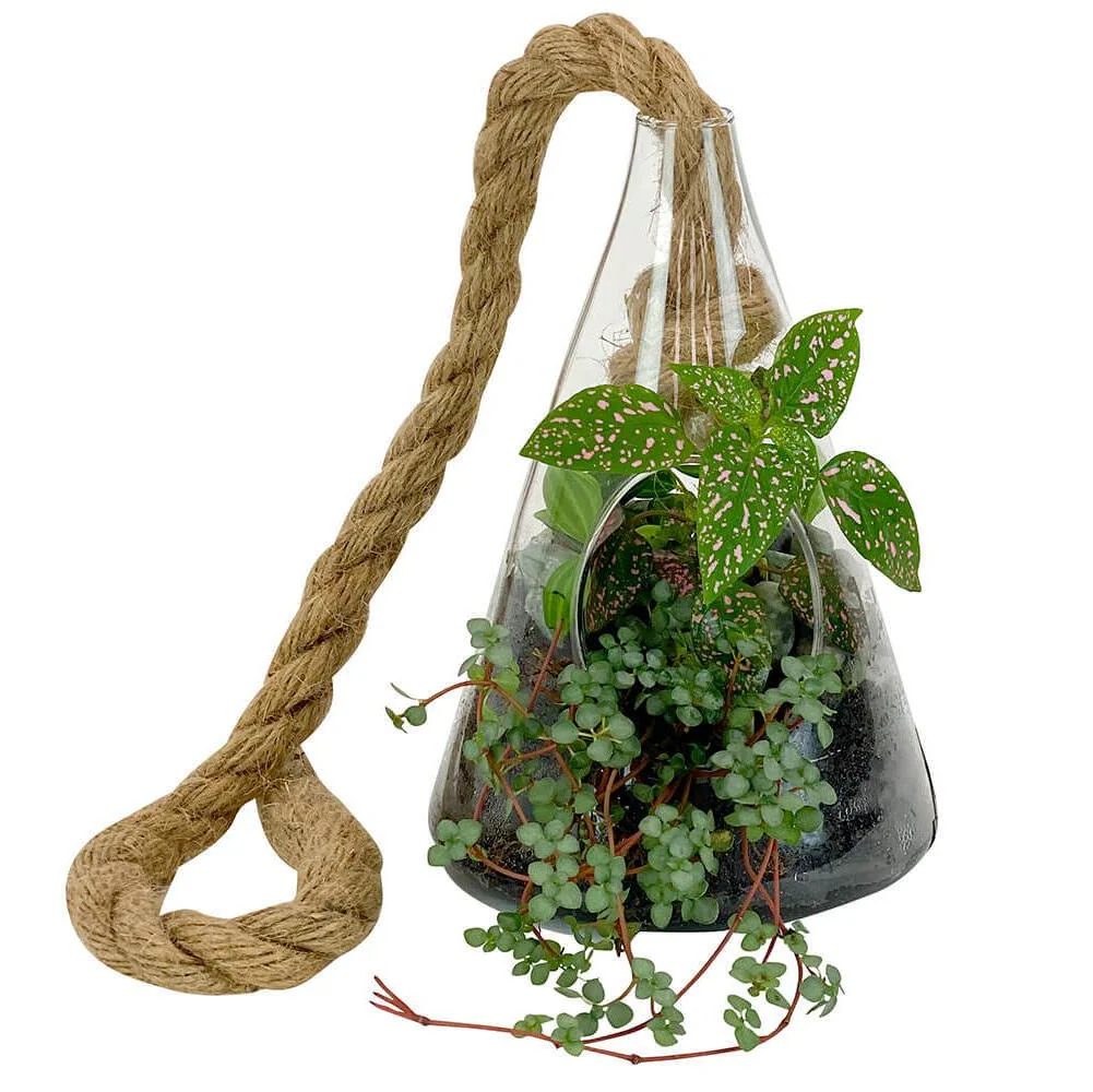 Hanging Plant Terrarium - Image 2