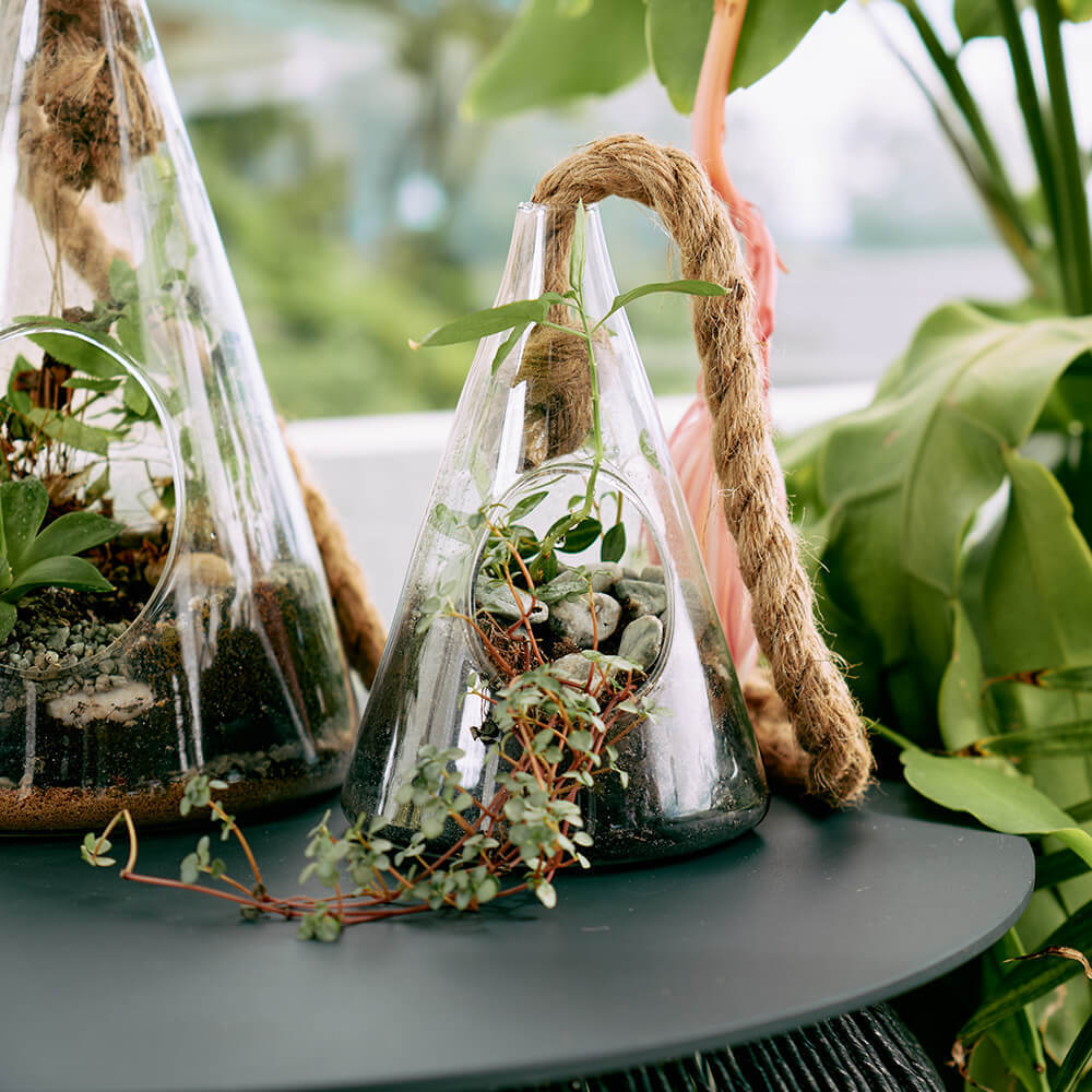 Hanging Plant Terrarium - Image 3