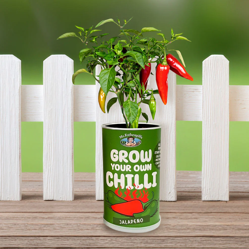 Jalapeno Chilli Grow Kit - Image 3