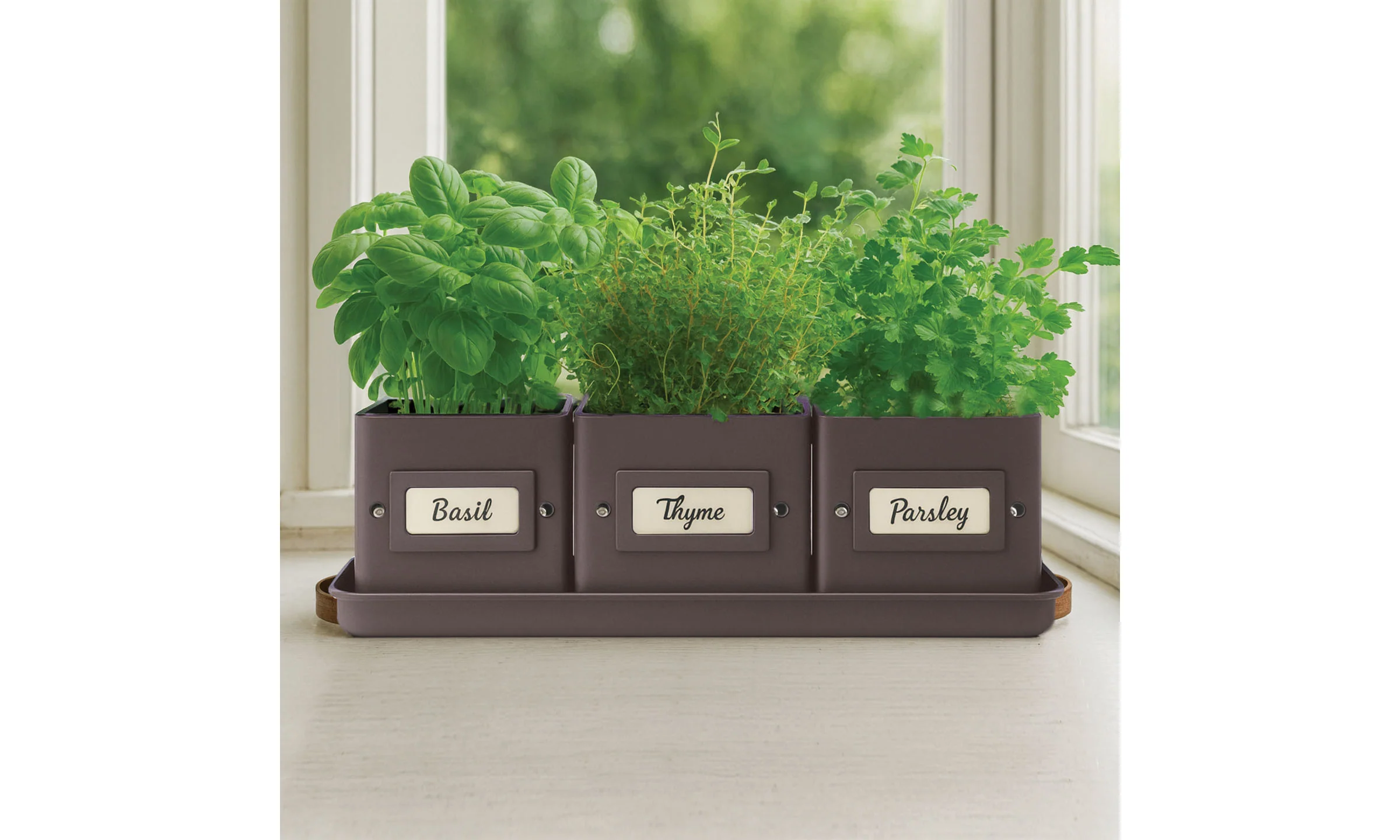 Kitchen Herbs Grow Kit