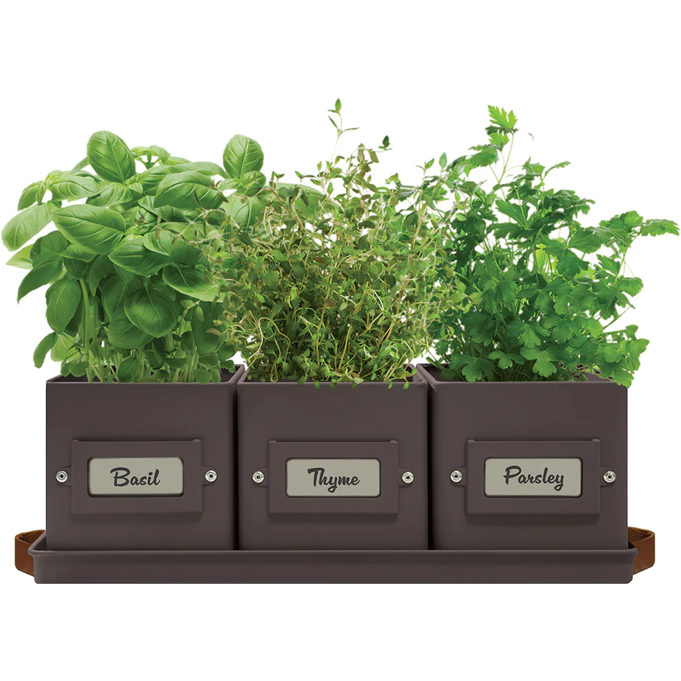 Kitchen Herbs Grow Kit - Image 3