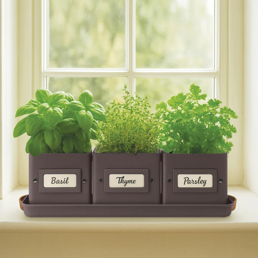 Kitchen Herbs Grow Kit - Image 4