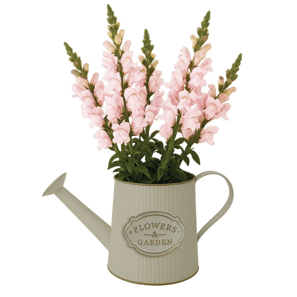 Pink Snapdragon Watering Can Grow Kit - Image 2