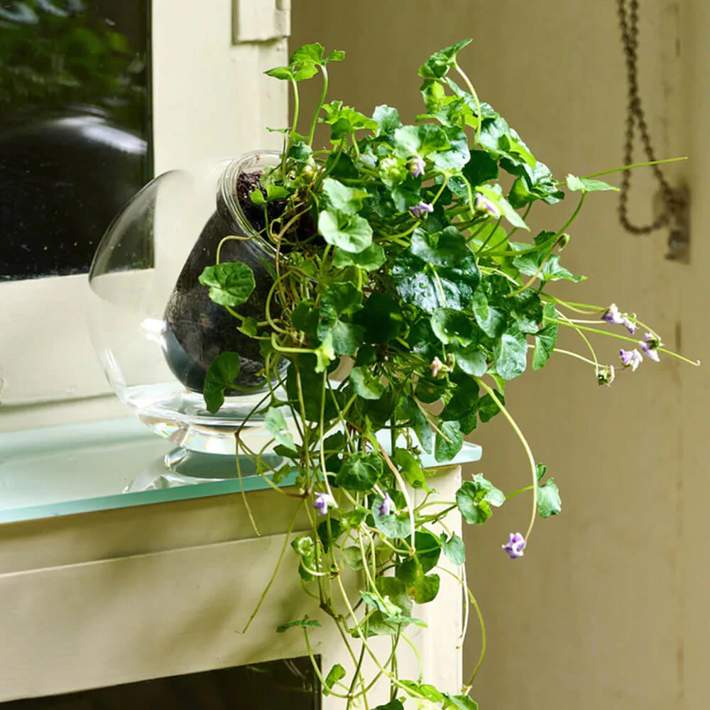 Tilted Self-Watering Glass Pot - Image 2